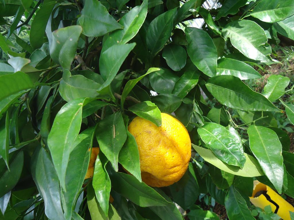מאלצ'סינה Residence Il Cedro מראה חיצוני תמונה