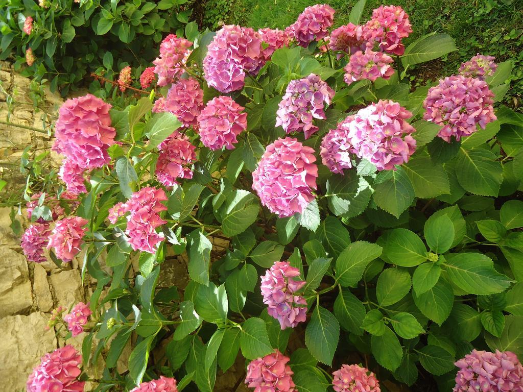מאלצ'סינה Residence Il Cedro מראה חיצוני תמונה